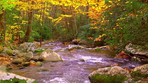 Música Relaxante e Sons da Natureza - Acalmar, Relaxar, Dormir