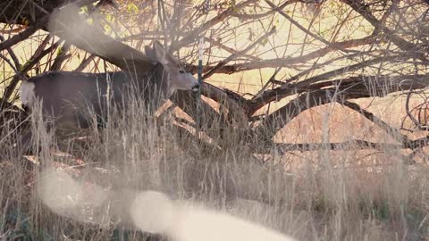 Slow Motion Shot Of A Deer Holding Still By A Tree And Field