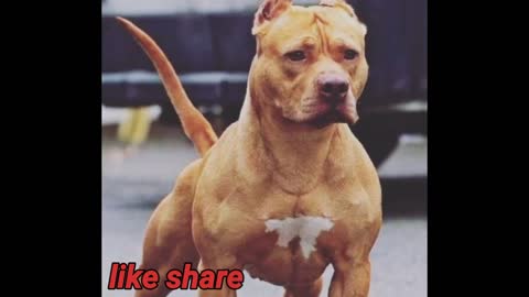 UNIQUE DOG - PITBULL DANGEROUS DOGS