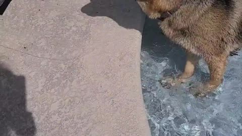 lab puppy learning water