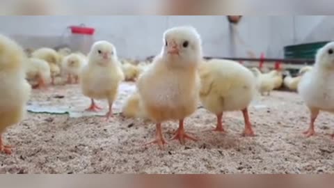 Cute chicken chik