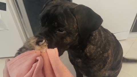 Adorable Bullmastiff meets three-day-old abandoned kitten