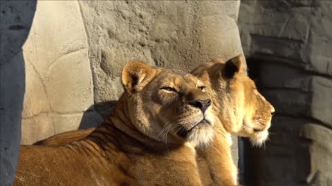 Lazy Lion Hagenbeck Yawning Big