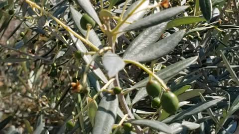 Fruiting olive tress