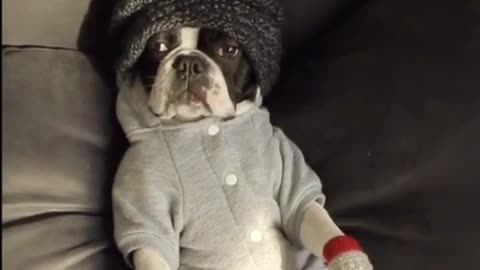 Dog in red mittens grey sweater black beanie laying