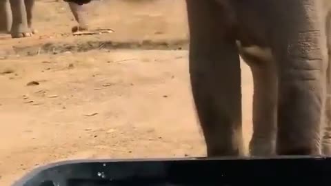 Baby Elephant Play Water