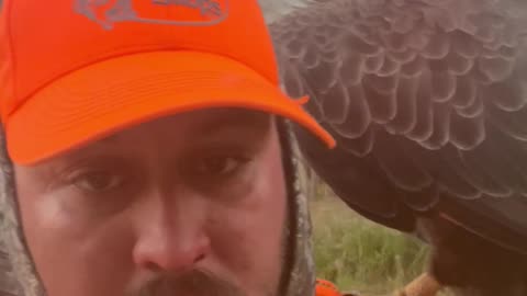 Bald Eagle Lands on Man's Shoulder