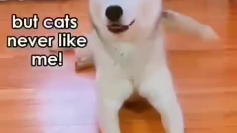 Dog Training Tips---- _dog funny animals _trainingdogs _shorts _funnyanimals _Funny Animal