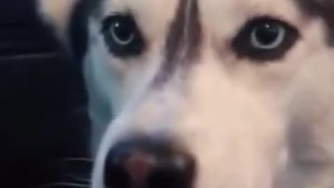 Husky talking I love you. awesome and beautiful