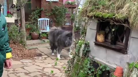 The fluffliest Japanese mixed breed Akita dog! So cuddly and adorable!