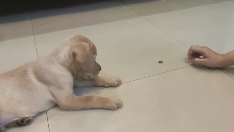 How to train Labrador puppy in different ways at home?