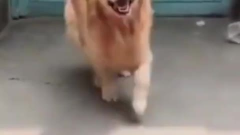 Golden Retriever Closes The Door