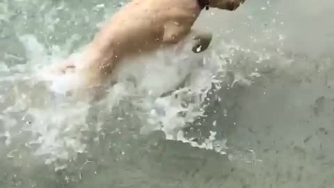 White dog jumps up in down in river lake water