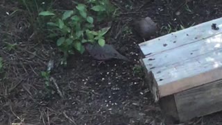 Two Common Ground Doves.