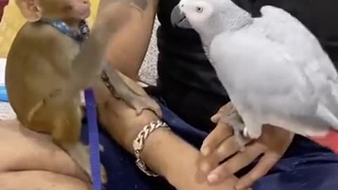 MONKEY FUN WITH PARROT