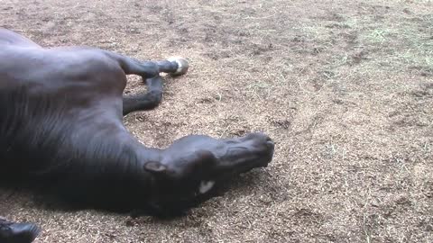 Horses, Peacefully Farting and Snoring