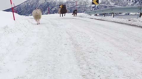 Sheep Bounces Down Mountain Road