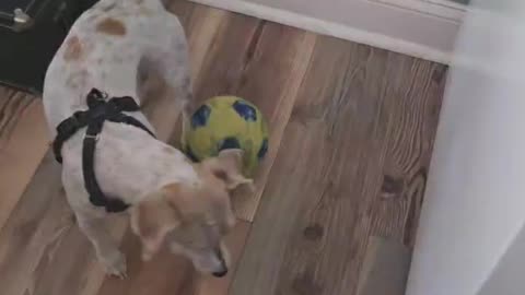 Winston plays Soccer like a pro, AGAIN!!!