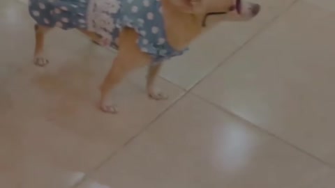 Model dog 🐶🐶. Dog lover see this video. Best funny moment.