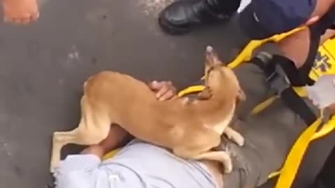 Doggy Protects Dad