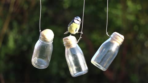 little bird on the bottle