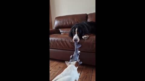 Big dog beats small dog in tug-of-war with minimal effort