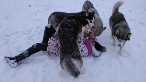 OMG !!! Huskies surrounded the girl, now they