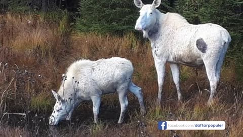 Tinggal 1 Ekor di Dunia! Inilah Hewan Albino Paling Langka dengan Keunikan Luar Biasa