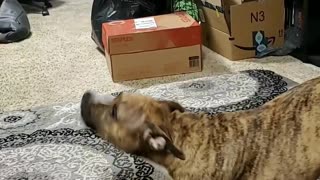 Boxer has funny reaction to cell phone case sounds