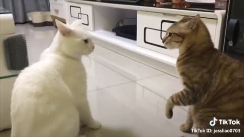 The cat is talking! These cats speak better English than humans