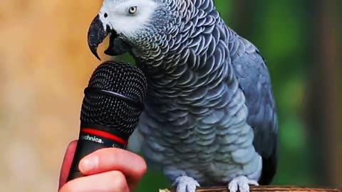 Wow... talking parrot