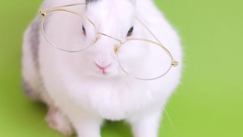 Little Funny Rabbit Reading a Book