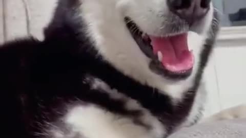 Funniest 🐶 Dogs and 😻 Cats - Awesome Funny Pet Animals Videos