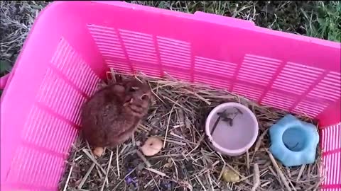 🐇 Releasing Baby Bunny 😇