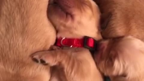 Newborn puppies make the cutest sounds while sleeping