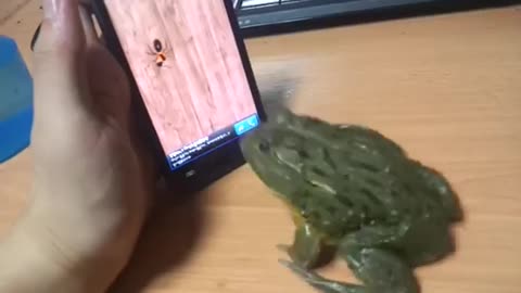 An Amazing Bull Frog Playing