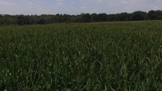 CornField FlyOver