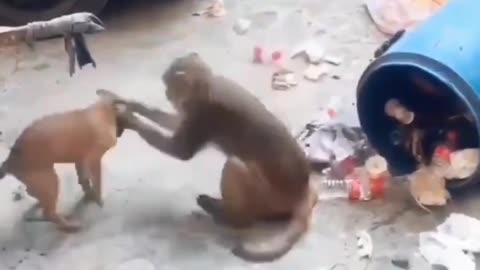 Monkey funny video | video funny