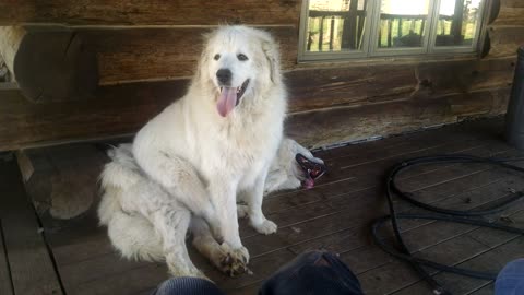 Pyr Playtime