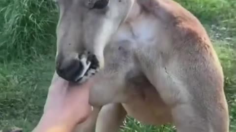 Cute animal interacting with Human