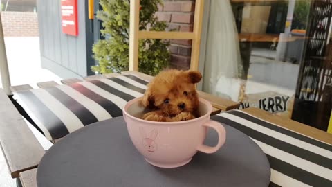 Baby_poodle_video_dark_red_poodle_is_so_lovely_!_-_Teacup_puppies_KimsKennelUS(1080p)