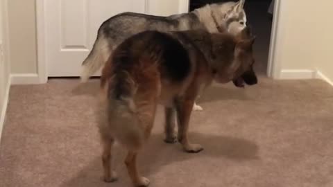 Stubborn Husky Dog Videos 😁😇 Best Funny Animal Videos 2022 😺 Funny Dog Videos 2022 😁