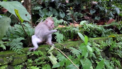 baby monkey eating with fun