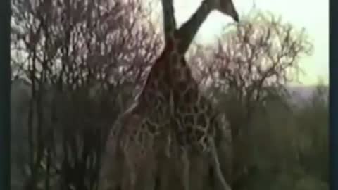 Giraffe vs giraffe fighting