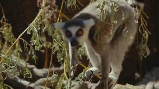 Lemurs at the zoo.