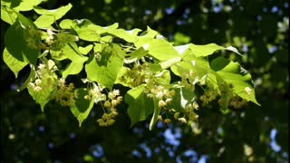 Tília ( Tilia cordata Mill ) serve para tratar ansiedade e estresse