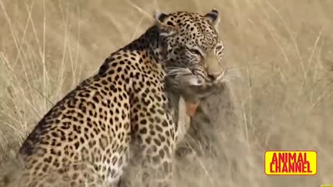 Leopard 🐆🐅 attacked warthog ||