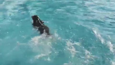 Brown dog running and jumping into pool