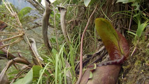 Bizarre Natural "Toilet" Plant | Attenborough 60 Years in the Wild | BBC Earth