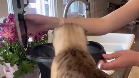 Watch this kitten's cute interaction with her parent